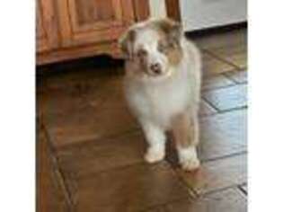 Mutt Puppy for sale in Cache, OK, USA