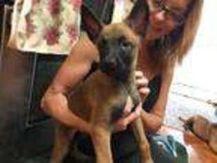 Belgian Malinois Puppy for sale in Haltom City, TX, USA