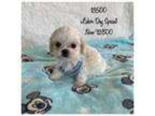 Mutt Puppy for sale in Brentwood, CA, USA