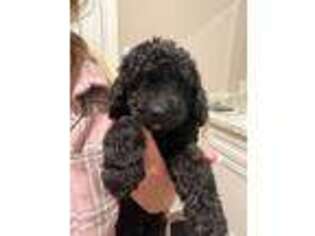 Goldendoodle Puppy for sale in Splendora, TX, USA