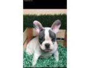 French Bulldog Puppy for sale in Woodhaven, NY, USA