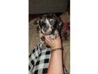 Dachshund Puppy for sale in Bedford, IN, USA