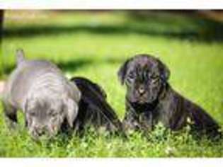 Cane Corso Puppy for sale in Tyrone, GA, USA