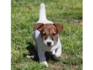 Jack Russell Terrier Puppy for sale in Seymour, TX, USA