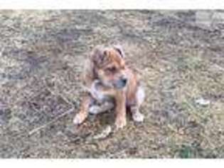 Alapaha Blue Blood Bulldog Puppy for sale in Oklahoma City, OK, USA