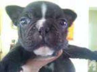 French Bulldog Puppy for sale in NORTH DIGHTON, MA, USA