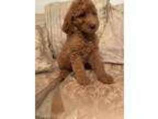 Goldendoodle Puppy for sale in Hazel Crest, IL, USA