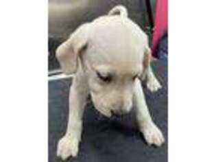 Labrador Retriever Puppy for sale in Berlin, CT, USA