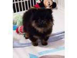 Pomeranian Puppy for sale in Calhoun, GA, USA