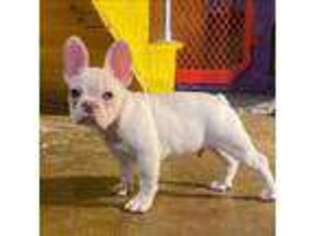 French Bulldog Puppy for sale in Claymont, DE, USA