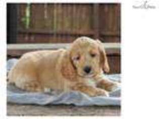 Goldendoodle Puppy for sale in Harrisburg, PA, USA