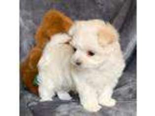 Maltese Puppy for sale in Beatrice, NE, USA