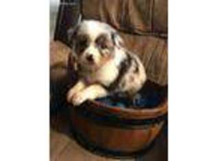 Miniature Australian Shepherd Puppy for sale in Pine Knot, KY, USA