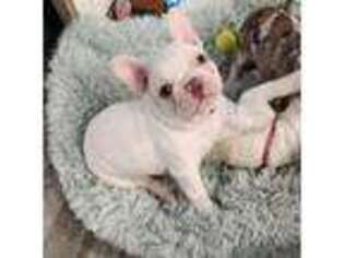 French Bulldog Puppy for sale in Klamath Falls, OR, USA