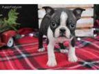 Boston Terrier Puppy for sale in Malone, NY, USA