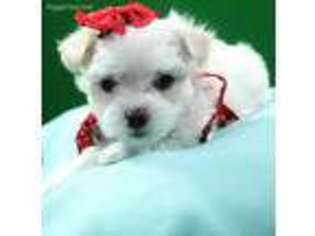 Maltese Puppy for sale in Johnston, RI, USA