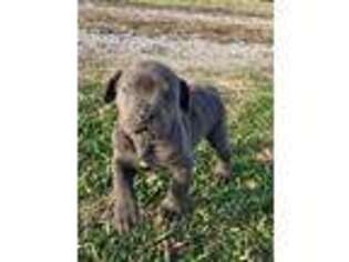 Cane Corso Puppy for sale in Cave City, AR, USA