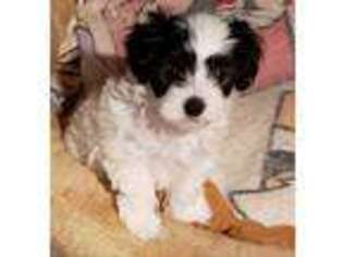 Coton de Tulear Puppy for sale in Huntsville, AL, USA