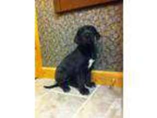 Great Dane Puppy for sale in MARION, IN, USA