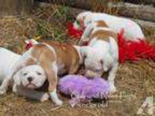 American Bulldog Puppy for sale in PULLMAN, WA, USA