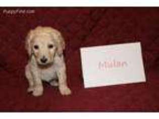 Labradoodle Puppy for sale in Crystal Lake, IL, USA