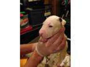Bull Terrier Puppy for sale in LAREDO, TX, USA