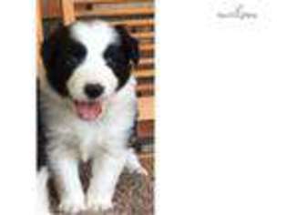 Border Collie Puppy for sale in Phoenix, AZ, USA