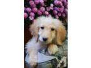 Goldendoodle Puppy for sale in NOTTINGHAM, NH, USA
