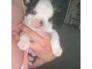 Boston Terrier Puppy for sale in Cooter, MO, USA