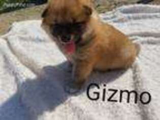 Shiba Inu Puppy for sale in Silver Creek, NY, USA