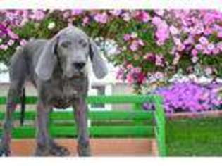 Great Dane Puppy for sale in Kalamazoo, MI, USA