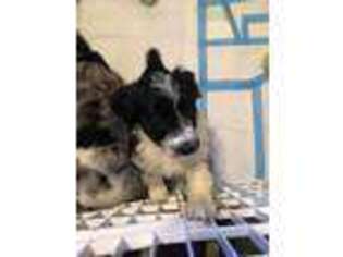 Mutt Puppy for sale in Bogue Chitto, MS, USA