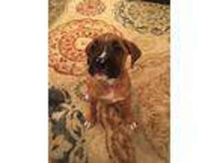 Boxer Puppy for sale in Oregon City, OR, USA