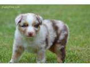 Australian Shepherd Puppy for sale in Northport, AL, USA