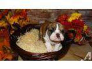 Bulldog Puppy for sale in OLIVER SPRINGS, TN, USA