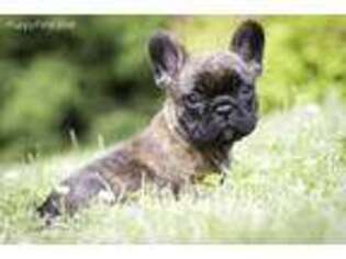 French Bulldog Puppy for sale in Seymour, WI, USA
