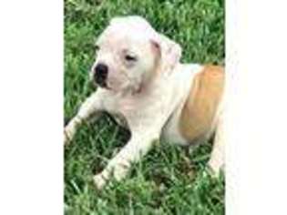 American Bulldog Puppy for sale in Lehigh Acres, FL, USA