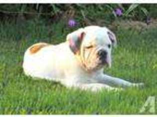 Bulldog Puppy for sale in ELORA, TN, USA