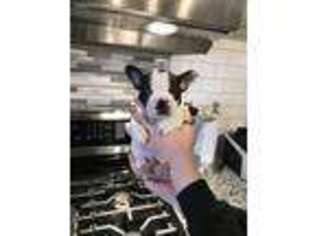Mutt Puppy for sale in Blackstone, MA, USA