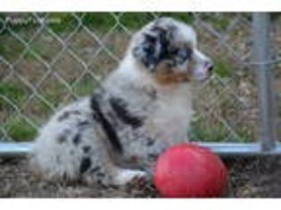 Australian Shepherd Puppy for sale in Tifton, GA, USA