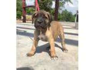 Cane Corso Puppy for sale in Polkton, NC, USA
