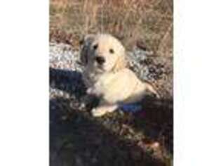 Golden Retriever Puppy for sale in Goodman, MO, USA