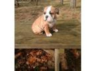 Bulldog Puppy for sale in Greensburg, IN, USA