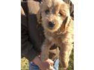 Goldendoodle Puppy for sale in Beecher City, IL, USA