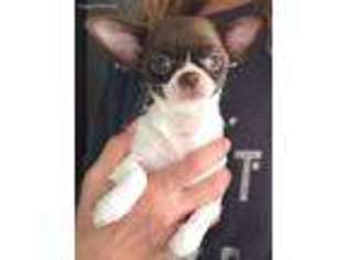Chihuahua Puppy for sale in Frisco, TX, USA