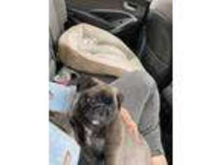Pug Puppy for sale in Westmont, IL, USA