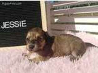 Dachshund Puppy for sale in Kingsland, GA, USA