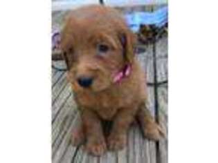 Goldendoodle Puppy for sale in Waterloo, AL, USA