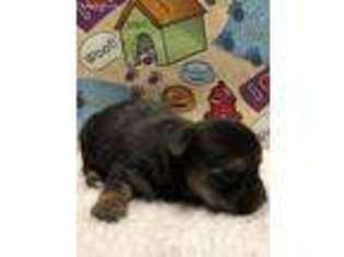 Yorkshire Terrier Puppy for sale in Wesson, MS, USA
