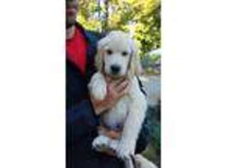 Golden Retriever Puppy for sale in Willow Springs, MO, USA